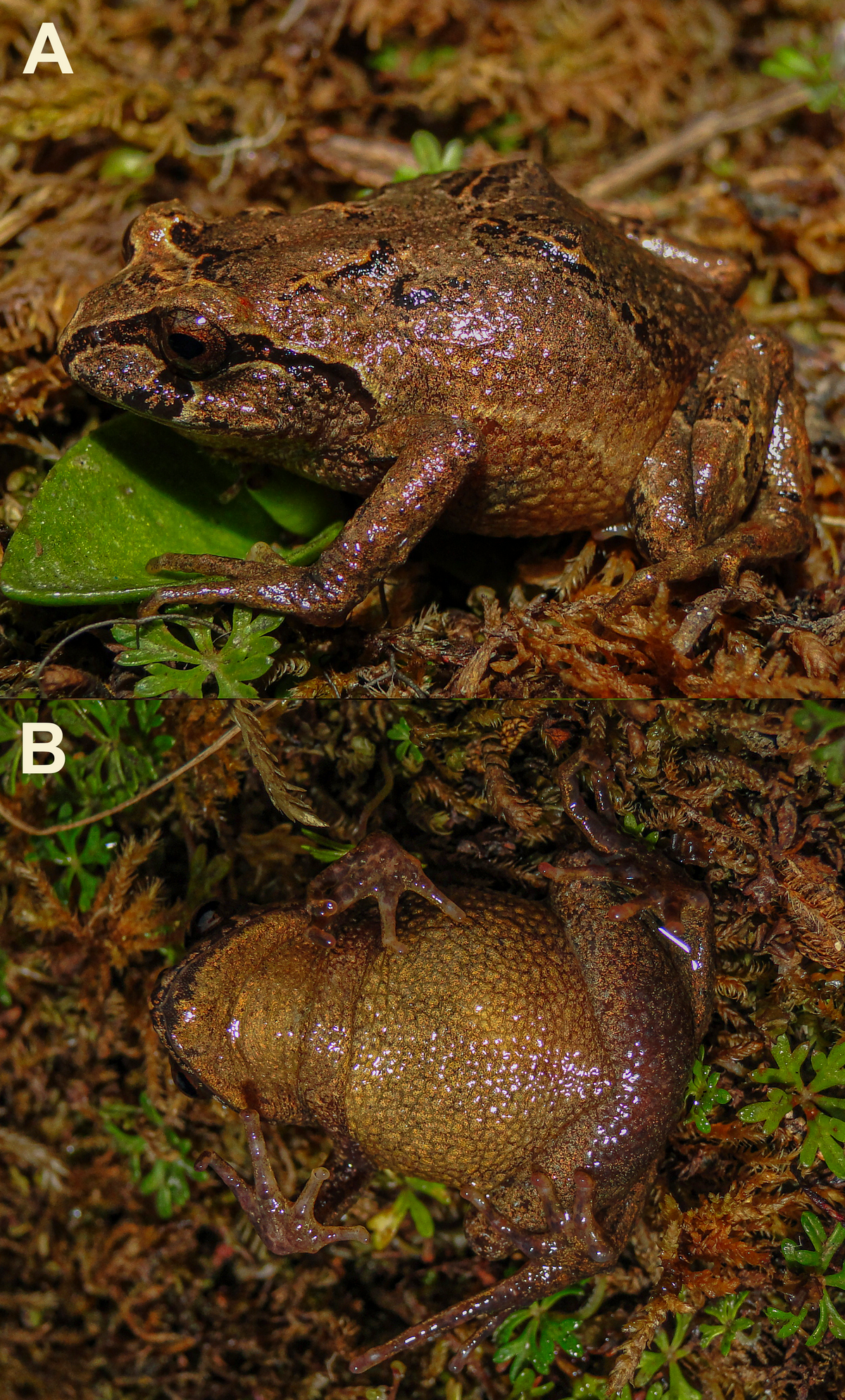 New species of frog discovered in Peru mountains: photos | Miami